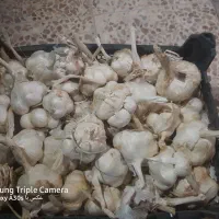 سیرخشک|خوردنی و آشامیدنی|خرمآباد, |دیوار