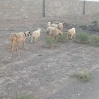 میش چاق با بره