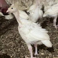 جوجه درجه یک سنگین وزن بوقلمون