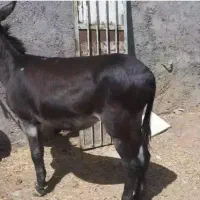 الاغ 6ساله ایخه گله ای