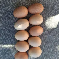 تخم مرغ لاری