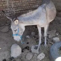 خر گله ای ماده