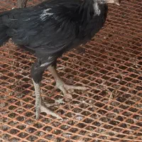 جوجه لاری هندی