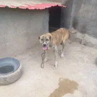 واگذاری سگ نگهبان