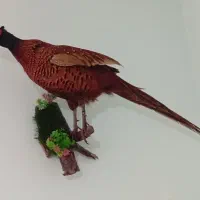 قرقاول خشک شده