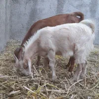 بز نر وماده
