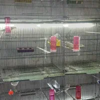 جوجه رنگی قناری