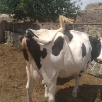 گاو