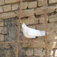 کبوتر دم سیاه