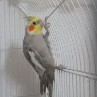 عروس هلندی ن جوون
