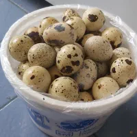 برنج آسمان و تخم بلدرچین تازه