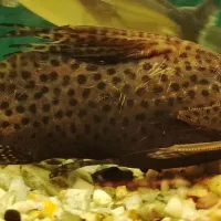 اسکار و کت فیش وارونه