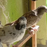 عشق|پرنده|کیلان, |دیوار
