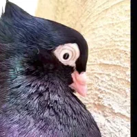 زاغ ابادانی ماده