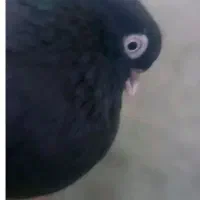 جفت زاغ ابادانی