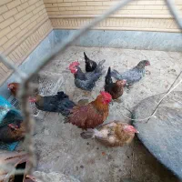 فروش فوری مرغ وخروس