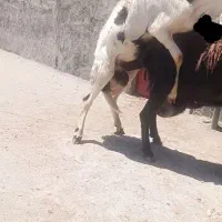 شیشک