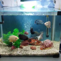 فروش اکواریوم گوشتخوار  شیشه خم