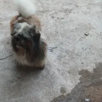 سگ پا کوتا