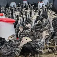 جوجه بوقلمون برنز انگلیسی از یکروزه تا ۳۰روزه