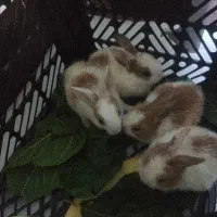 بچه خرگوش