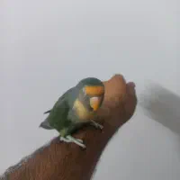 طوطی برزیلی نر خوش رنگ و خاص رام و دستی