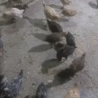 جوجه محلی دوماهه