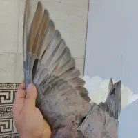 دم سفید|پرنده|اهواز, زرگان|دیوار