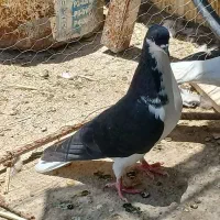 کفتر