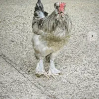 خروس