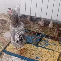 مرغ گلین با جوجه