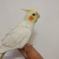 جوجه عروس هلندی دستی لوتینو چشم شرابی معاوضه