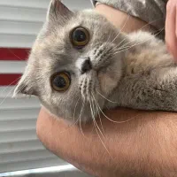 گربه اسکاتیش بلو ماده جفت خورده