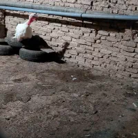 فروش بوقلمون