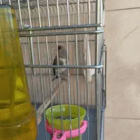 سهره