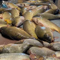 اموزش پرورش ماهی و فروش بچه ماهی