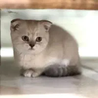 گربه عروسکی اسکاتیش