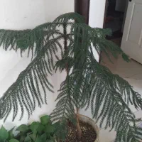 گاج مطبق