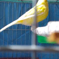 قناری ماده زرد لیموی