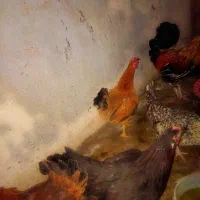 فروش مرغ  تخم گذار وخروس