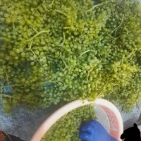 غوره کشمش و آبغوره کشمشی موجوده