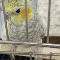 عروس هلندی ماده وقفس بزرگ ولوازم