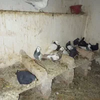 کبوتر 170|پرنده|رضویه, |دیوار