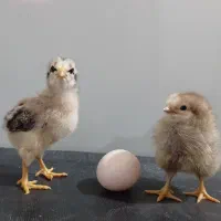 جوجه مرغ محلی ۸تا ۱۰ روزه ۷۰ تومن
