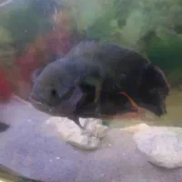 فروش  ماهی اسکار و لجن  خوار  صحیح سلامت