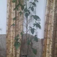 گل سینگینیوم