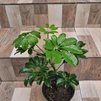 گل شلفرا(شفلرا)ارسال رایگان