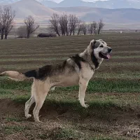 سگ سرابی