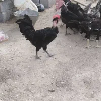 خروس
