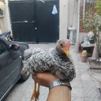 جوجه اموروک و چهل تاج و لاری دورگه
